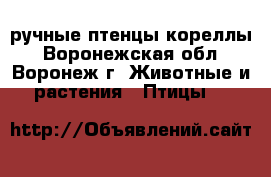 ручные птенцы кореллы - Воронежская обл., Воронеж г. Животные и растения » Птицы   